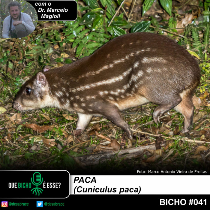Insecta Paca Bicho #041: paca (Cuniculus paca) – DesAbraçando Árvores