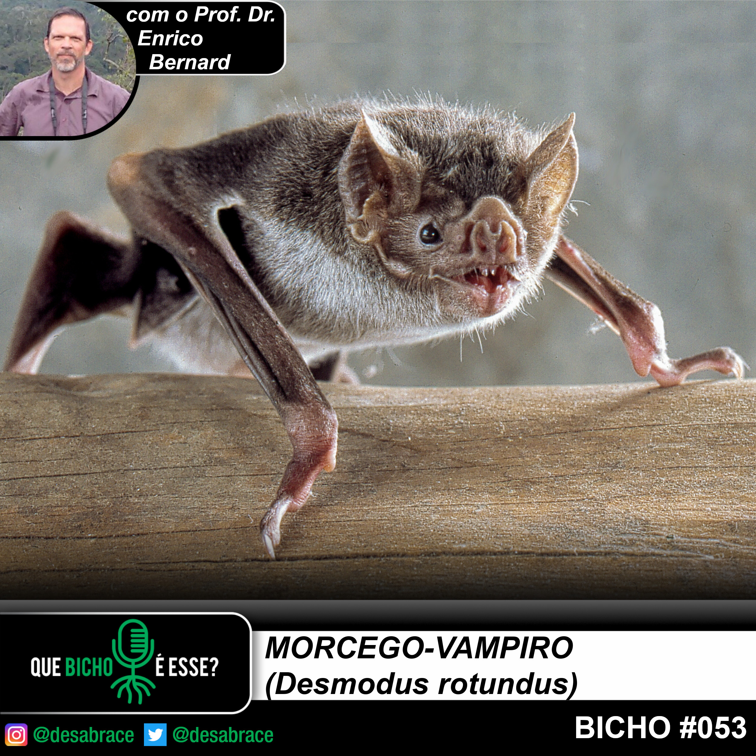 #vAPODN: morcego-vampiro (Desmodus rotundus)