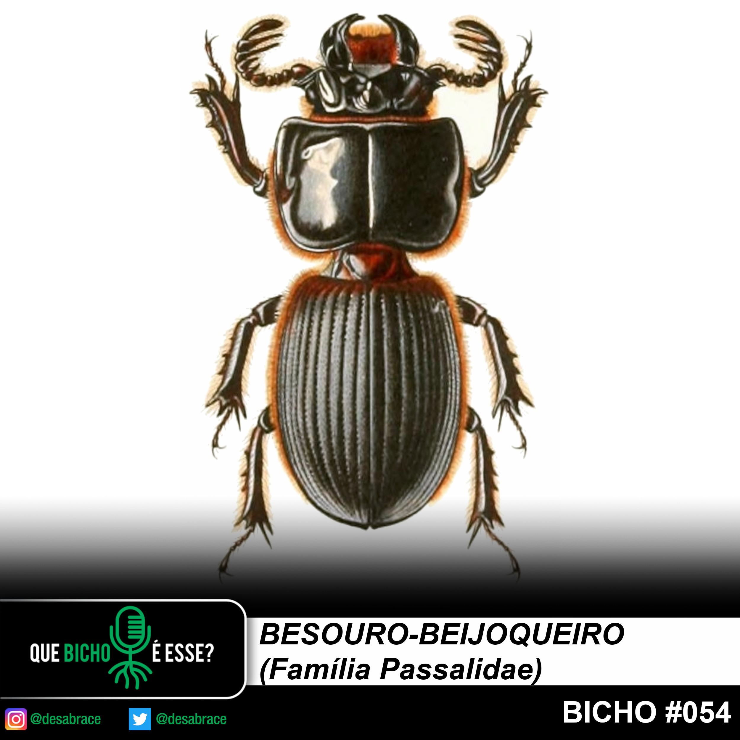 #vAPODN: besouro-beijoqueiro (Família Passalidae)