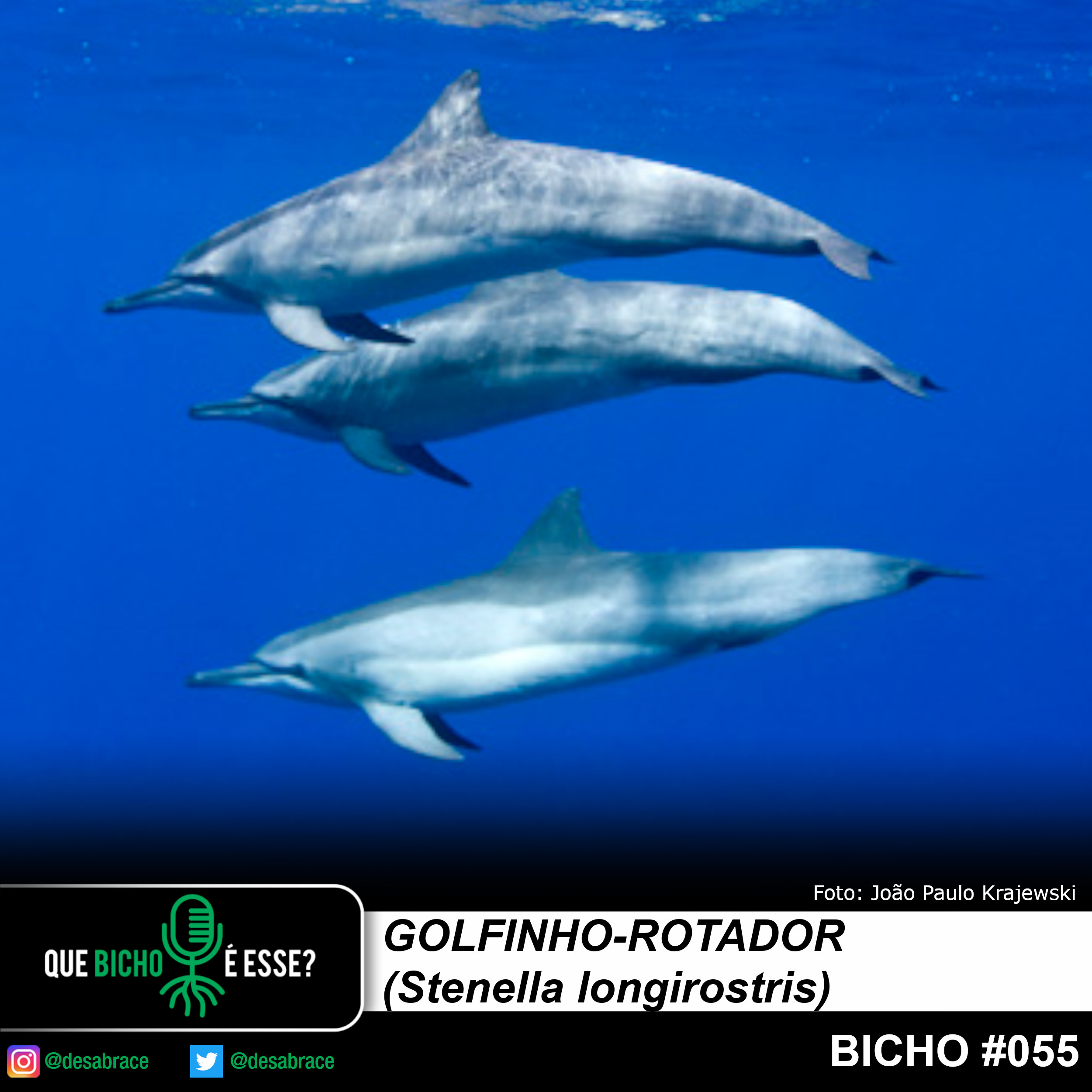#vAPODN: golfinho-rotador (Stenella longirostris)