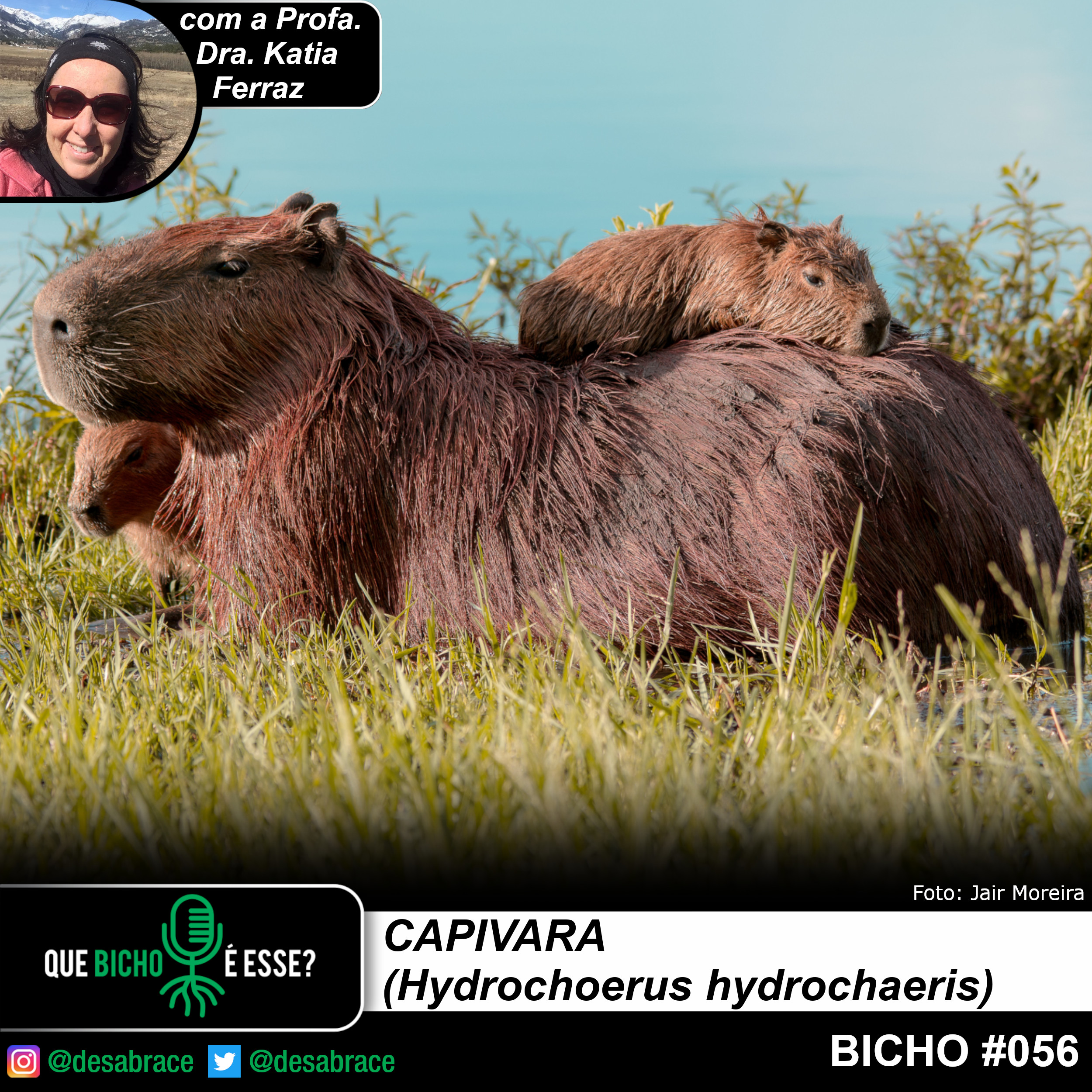 #vAPODN: capivara (Hydrochoerus hydrochaeris)
