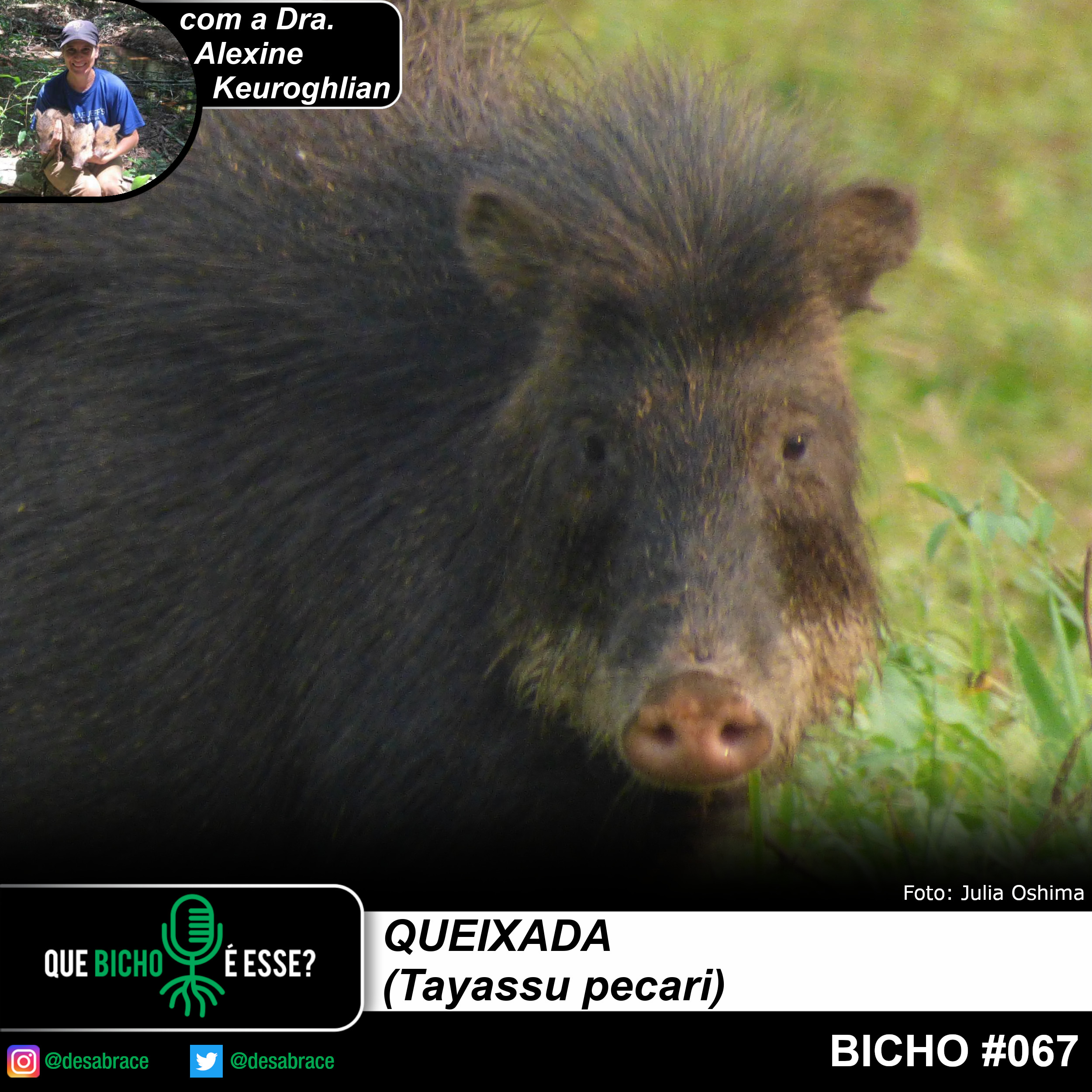 #vAPODN: queixada (Tayassu pecari)