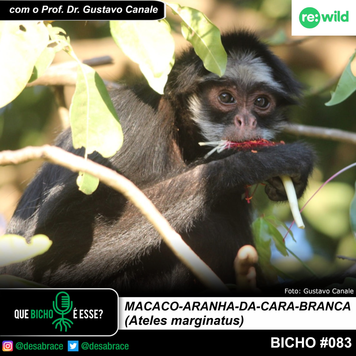 Macaco-aranha-de-cara-branca (Ateles marginatus), Dia 6 - F…